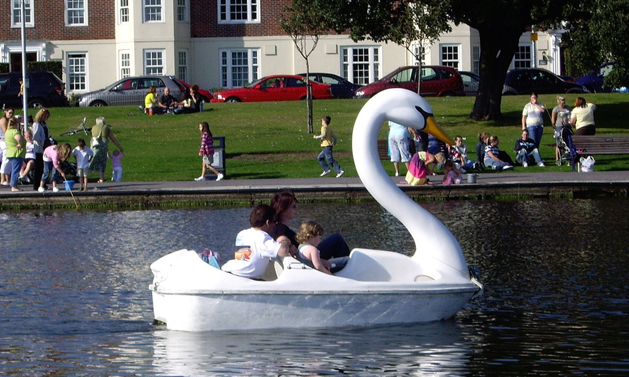 swan